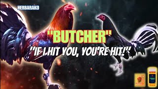 BUTCHER GAMEFOWL BLOODLINE Fighting Style and History [upl. by Ceil]