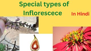 Special types of inflorescence llVerticillasterHypanthodiumCyathium l In Hindi class 11 biology [upl. by Enilekcaj]