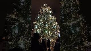 🇪🇪 tallinn estonia christmas christmastree xmas [upl. by Thomey309]