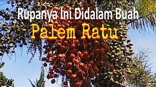 Rupanya Ini Didalam Buah Palem [upl. by Thurlough]