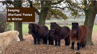 Keeping Shetland Ponies in Winter TV Episode 471 [upl. by Seko599]