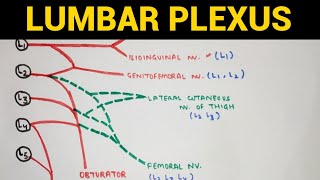 Lumbar Plexus  Lower Limb Anatomy [upl. by Alaj]