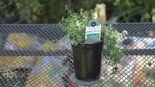 How to Rejuvenate Thyme  Garden Space [upl. by Paule14]