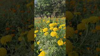 Genda flower plant gardenflowerplants shortvideo [upl. by Yruy]