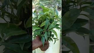 Agarwood plants Nursery farming in Assam Agarwood plants Nursery Order now plant available shorts [upl. by Yob56]