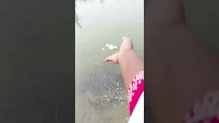 Kovil kulathu 🐟mean Temple pond fish😍pls subscribe my channel love travel nature in tamil [upl. by Silvano]