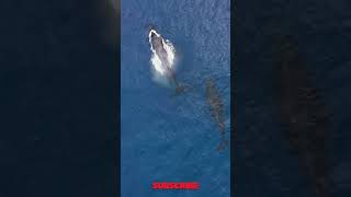 Giant whale swimming in deep blue ocean  mesmerizing aerial view [upl. by Ramberg]