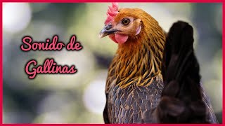 SONIDO de GALLINAS 50 Minutos 🐔🎶🔊 [upl. by Ednutabab]