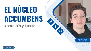 El Núcleo Accumbens anatomía y funciones [upl. by Ruthven]