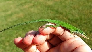 Friendly Green Anole Lizard [upl. by Fitzpatrick]