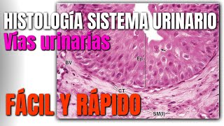 Histología del Sistema Urinario FÁCIL Y RÁPIDO [upl. by Paluas]