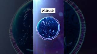 Mitosis Animation [upl. by Etty10]