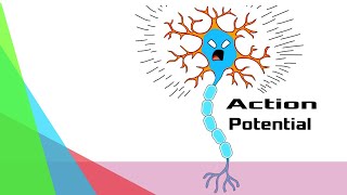 Chapter5PartIII  Action Potential  Depolarization  Repolarization Guyton Physiology [upl. by Phyllis]