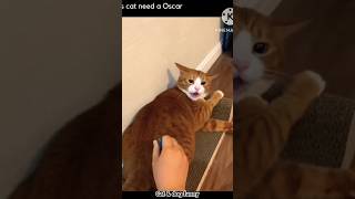 cat amp dog funny shorts  dog cat funny funnyanimals animal funnypets funnycute pets happy [upl. by Sirhc]