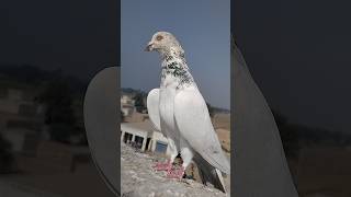 High Flyer Pigeon Video youtube pigeon kabutar shorts love whatsapp viral trending [upl. by Drofnelg]