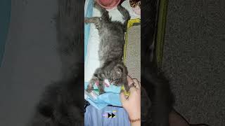 🐾A Kittens Rescue Journey First 2 Days of Healing amp Hope 🐾 [upl. by Eltotsira472]