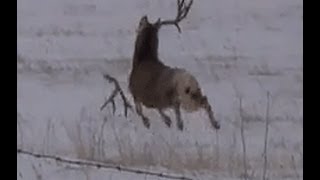 Mule deer buck with droptine shedding antlers on film a must see [upl. by Aicirtel]