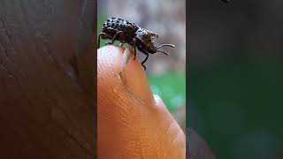 Coléoptère ou punaise  😲 terrario terrarium insect coleo bug bugs animals pets nature nac [upl. by Lundin]