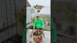 Süßkartoffelernte aus dem Fließtopf garten pflanzen gardening tipps ernte [upl. by Nelloc914]