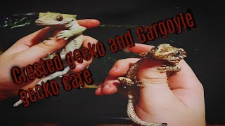 Crested gecko amp Gargoyle gecko Care [upl. by Leeth]