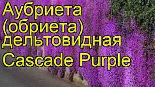 Аубриета дельтовидная Каскад Пурпл Краткий обзор описание aubrieta deltoidea Cascade Purple [upl. by Castera]