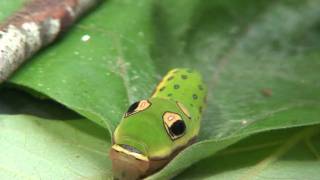 Spicebush caterpillar defense [upl. by Martreb85]