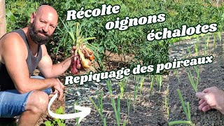 Récolte doignons et échalotes repiquage des poireaux [upl. by Gnok]