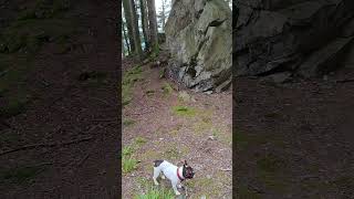 Homespot auf dem Weg zum Winkelfelsen mountains nature  wandernimschwarzwald wandern [upl. by Kask]