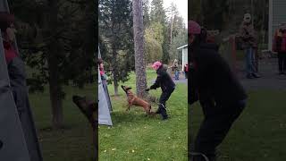 Spacetime Enceladus Candidum doglove dogtraining malinois workingdog dog doglife funny igp [upl. by Ientruoc130]