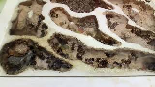 Pogonomyrmex rugosus in flat formicarium [upl. by Strephon]