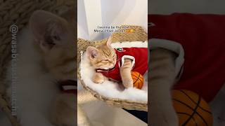 My kitty MeowBA superstars ⭐️🏀 nba ballislife basketball cutecats funnycatvideos [upl. by Stillas640]