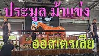 Magic Millions ประมูลม้าแข่ง ออสเตรเลีย [upl. by Alekin]