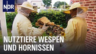 Wespen und Hornissen Keine Panik  Die Nordreportage  NDR Doku [upl. by Marie-Ann]