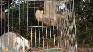 Rescue Archives  Slow Loris Release [upl. by Gasper689]