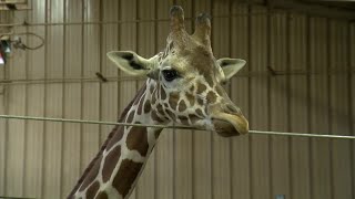 Omaha zoo announces giraffe calf is expected [upl. by Attelrak796]