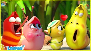 LARVA SEASON 3 EPISODE 247  350  BEST CARTOONS 2024  COMICS  HILARIOUS CARTOON COMPILATION [upl. by Olympium]