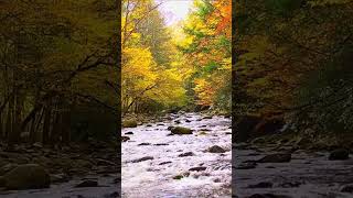 Enjoy FREE Autumn Videos in your Classroom [upl. by Yhotmit]