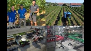 Dalle vigne alla logistica come nasce il Tavernello il vino più consumato del Belpaese [upl. by Beasley]