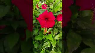 Red Mandaram Flowers song love [upl. by Moe]