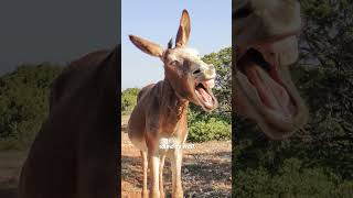 Why do Donkeys Make a Laughing Sound 🦓 Do Donkeys Laugh [upl. by Giesecke]