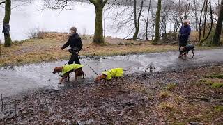 Canes amp Lambers first training passing other dogs [upl. by Ayikur738]