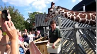 Our trip to Colchester Zoo Sept 2014  Feeding Giraffes amp Elephants [upl. by Fanni]