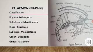 classification of PalaemonGeneral characteristics and body division of PalaemonAppendages of prawn [upl. by Sayce]