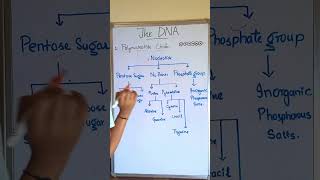 Nucleotide Classification  The Basics bioinzclasses Nucleotides Purine Pyrimidines [upl. by Ahsinik]