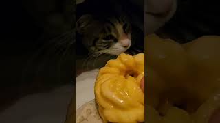 Polly wanna cruller Dixie Cat [upl. by Thill]