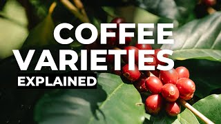 Coffee Varieties Arabica [upl. by Zanlog]