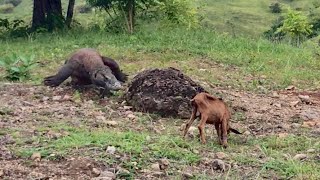 Nature Wild  Strategy Of komodo attacked alive small goat [upl. by Doris]