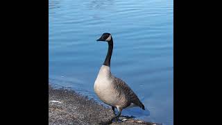 Canadian Goose Honking and Walking Away  shorts [upl. by Nibroc]