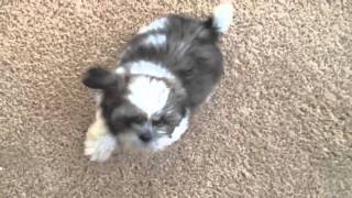 Shih Tzu puppy with kennel cough [upl. by Oriel]