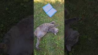 Kićka na wakacjach all inclusive latolato funnycats cat shorts youtube kot [upl. by Orren449]